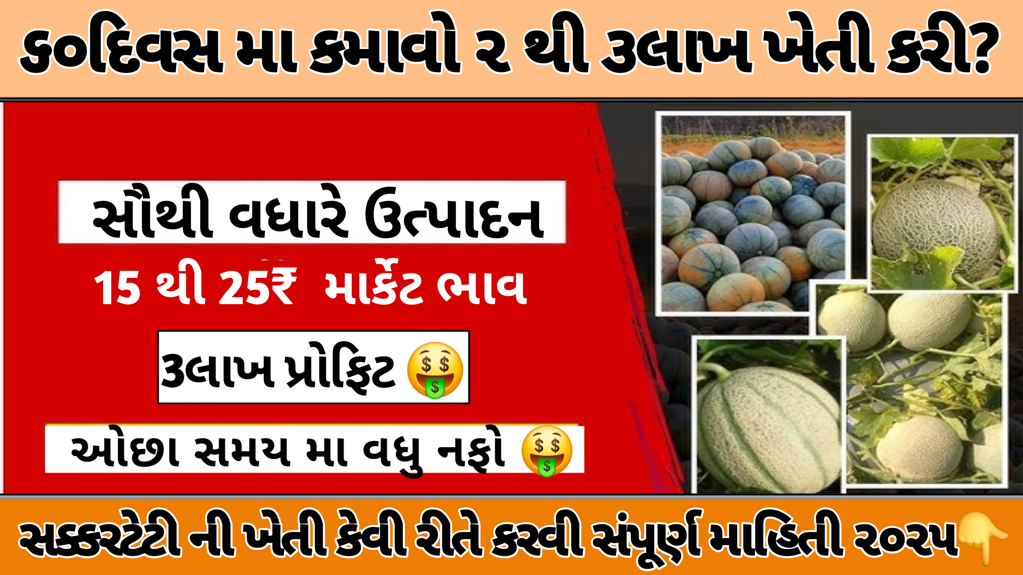 Muskmelon Farming 2025: એક એકડમા સક્કરટેટીની ખેતી: કરી 60દિવસ મા 150000+ નફો