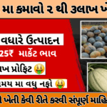 Muskmelon Farming 2025: એક એકડમા સક્કરટેટીની ખેતી: કરી 60દિવસ મા 150000+ નફો