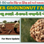 Summer Groundnut Farming 2025: ઉનાળાની મગફળીની ખેતીના ફાયદા