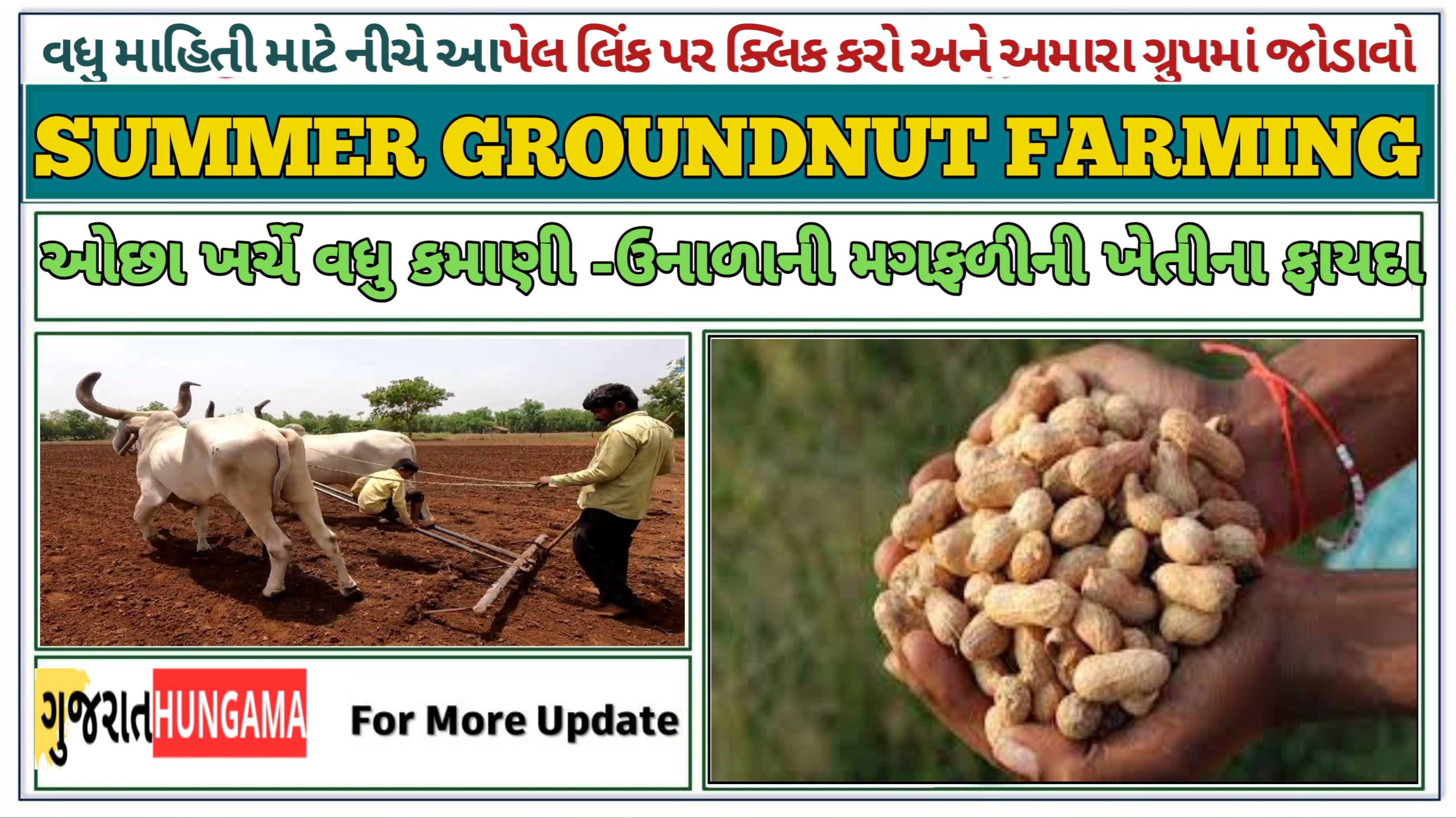 Summer Groundnut Farming 2025: ઉનાળાની મગફળીની ખેતીના ફાયદા